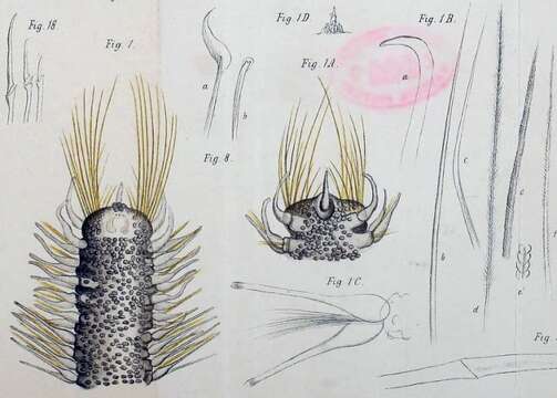 Poecilochaetus fulgoris Claparède ex Ehlers 1875的圖片