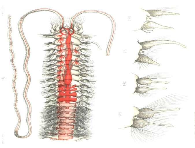Image of Poecilochaetus serpens Allen 1904