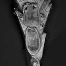 Image of Clavodesia clavula (Hayward 1978)