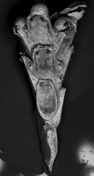 Image of Clavodesia clavula (Hayward 1978)