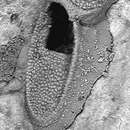 Image of Crepis longipes Jullien 1882