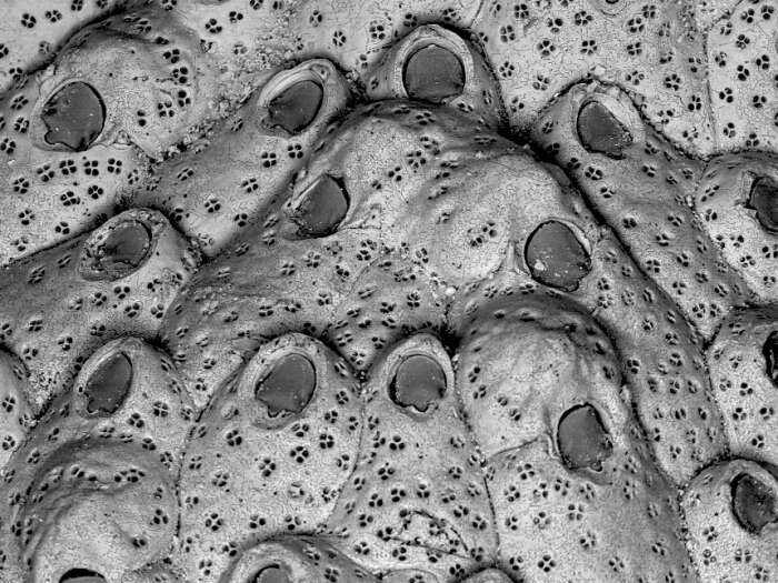 Image de Cribellopora simplex Gautier 1957