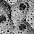 Image de Cribellopora simplex Gautier 1957