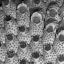 Image of Cribellopora trichotoma (Waters 1918)