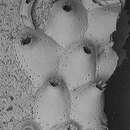 Image of Escharella longicollis (Jullien 1882)