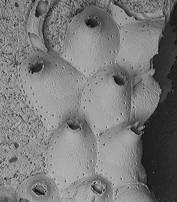 Image of Escharella longicollis (Jullien 1882)
