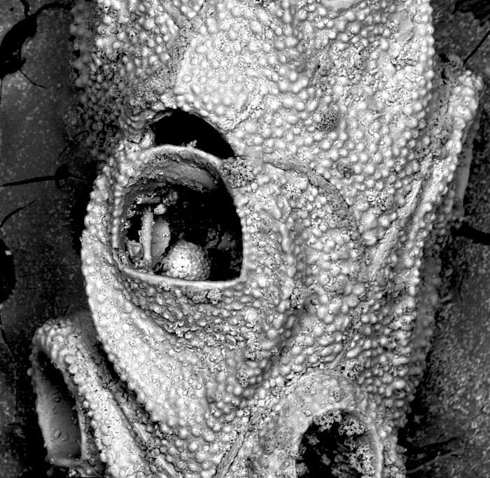 Image of Euginoma vermiformis Jullien 1882