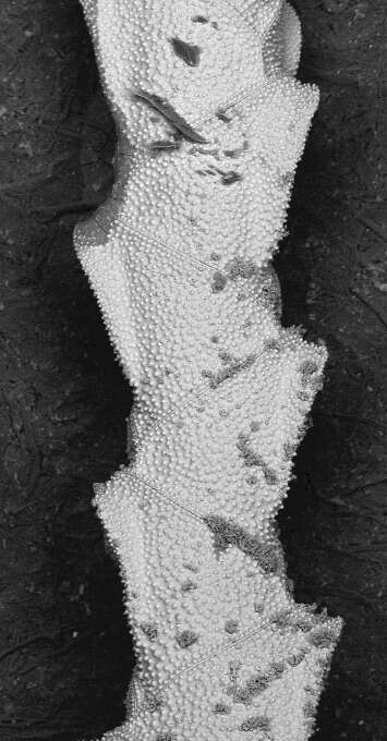 Image of Euginoma vermiformis Jullien 1882