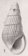 Image of Zebinella minuta (Gabb 1873)