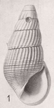 Image of Zebinella minuta (Gabb 1873)