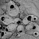 Image of Setosella cavernicola Harmelin 1977