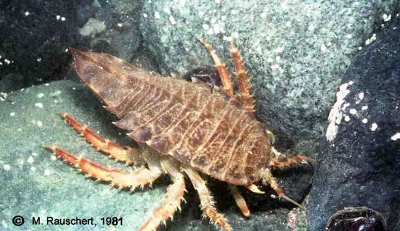 Image of Giant Antarctic isopod