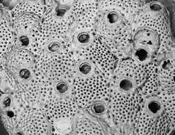 Image of Calyptotheca rugosa Hayward 1974