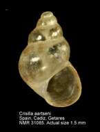 Image of Crisilla aartseni (Verduin 1984)