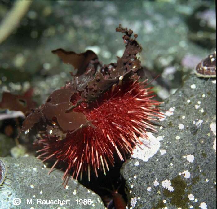 Image of Antarctic sea urchin