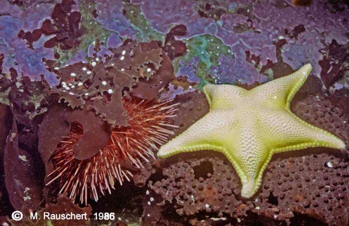 Image of Antarctic sea urchin