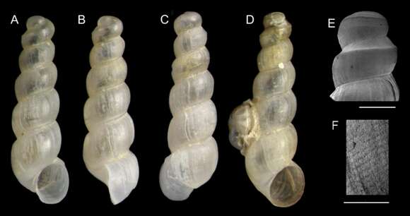 Image of Graphis pruinosa Gofas & Rueda 2014