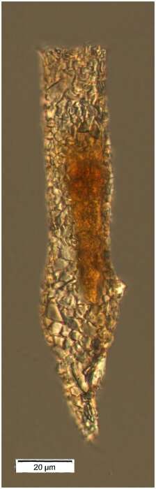 Image of Tintinnopsis tocantinensis