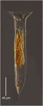 صورة Amphorellopsis tetragona (Jörgensen 1924) Kofoid & Campbell 1929