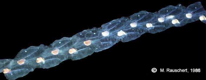 Image of salps