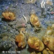 Image of sea squirts
