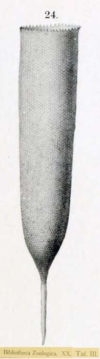 Image of Parafavella gigantea