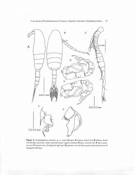 Image of Pseudodiaptomus siamensis Srinui, Nishida & Ohtsuka 2013