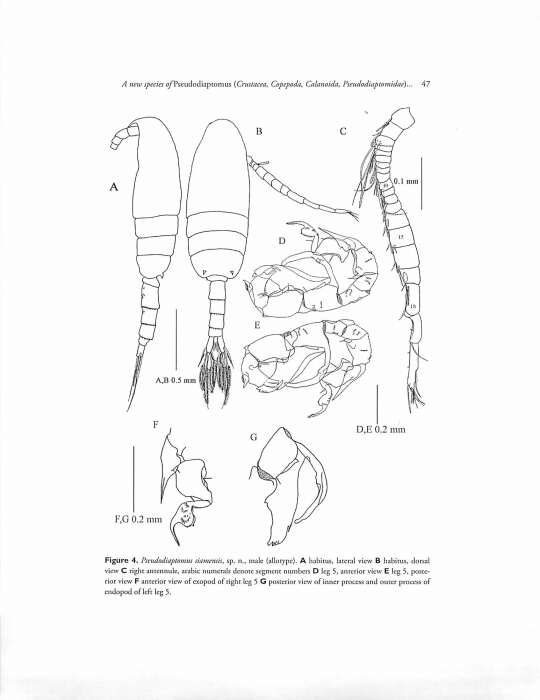 Image of Pseudodiaptomus siamensis Srinui, Nishida & Ohtsuka 2013