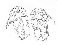 Image of Pseudodiaptomus siamensis Srinui, Nishida & Ohtsuka 2013