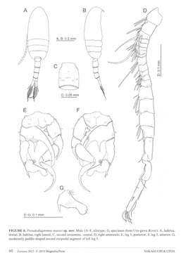 Image of Pseudodiaptomus nansei Sakaguchi & Ueda 2010