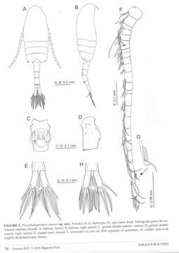 Image of Pseudodiaptomus nansei Sakaguchi & Ueda 2010