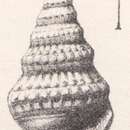 Image of Rissoina tricarinata Morris & Lycett 1851