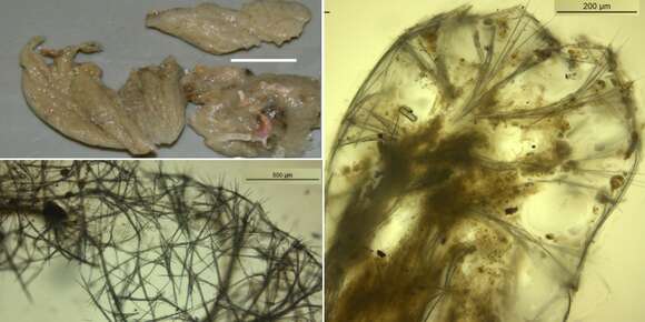 Image of Mycale (Aegogropila) tenerifensis Van Soest, Beglinger & De Voogd 2014