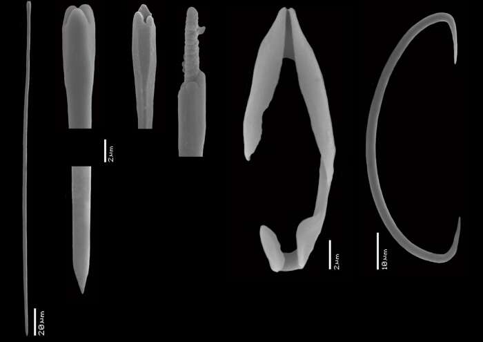 Image of Mycale (Arenochalina) africamucosa Van Soest, Beglinger & De Voogd 2014