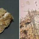 Image of Mycale (Carmia) atropha Van Soest, Beglinger & De Voogd 2014