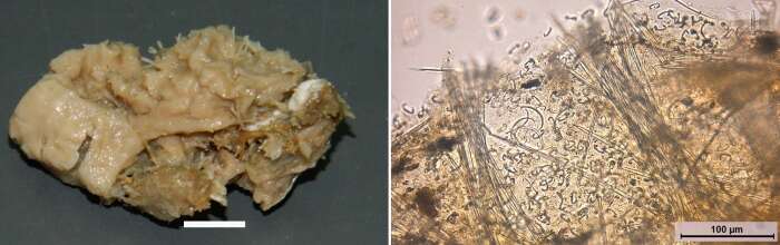Image of Mycale (Carmia) atropha Van Soest, Beglinger & De Voogd 2014