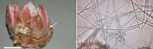 Image of Mycale (Naviculina) cruzi Van Soest, Beglinger & De Voogd 2014