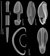 Image of Mycale (Naviculina) cruzi Van Soest, Beglinger & De Voogd 2014