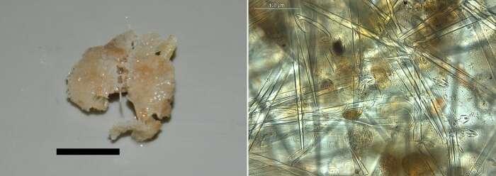 Image of Mycale (Rhaphidotheca) verdensis Van Soest, Beglinger & De Voogd 2014