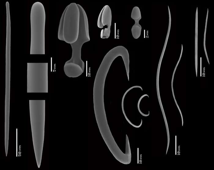 Image of Mycale (Zygomycale) sierraleonensis Van Soest, Beglinger & De Voogd 2014