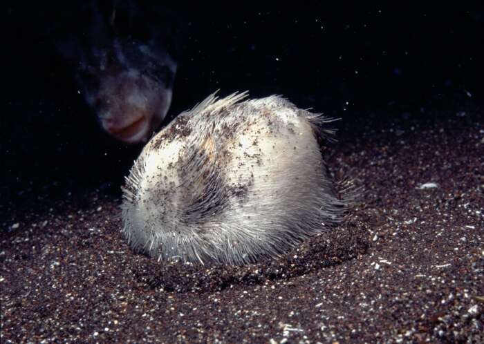 Image of Sea potato