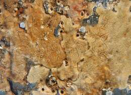 Image of Carpet sea squirt