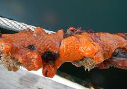 Image of Colonial tunicate