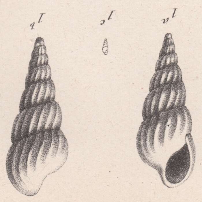 Image of Rissoina exornata (Briart & Cornet 1873)