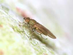 Image of canacid flies