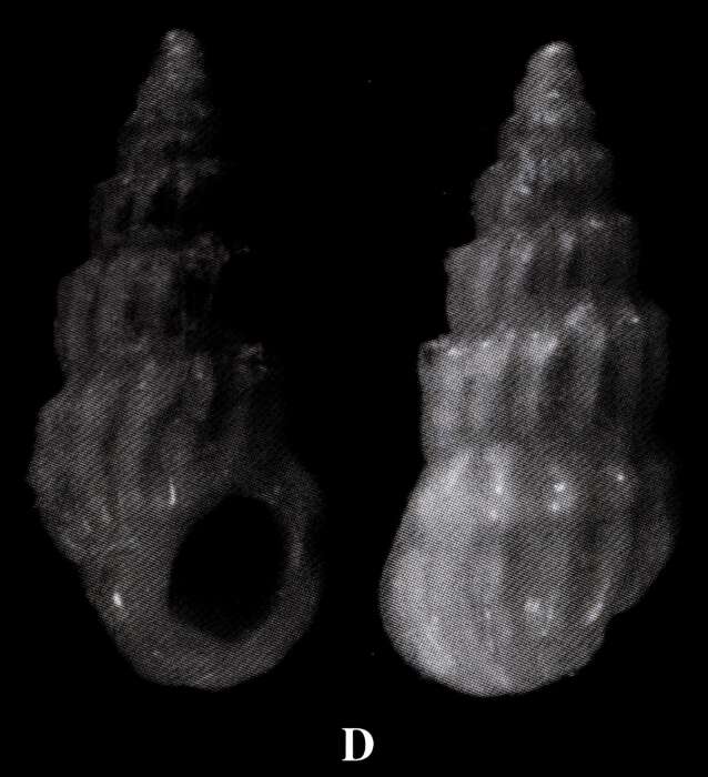 Слика од Schwartziella abacocubensis Espinosa & Ortea 2002