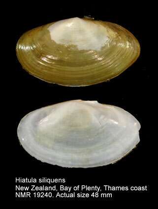 Image of Hiatula siliquens (Willan 1993)