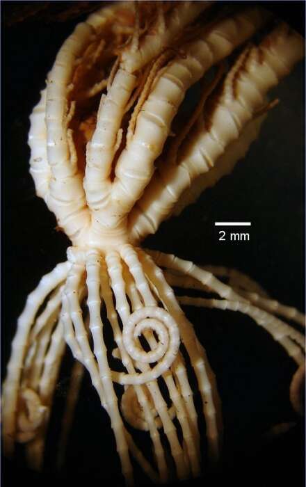 Image of Pelmatozoa