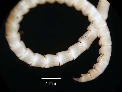 Слика од Cyclometra flavescens AH Clark 1911