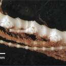 Слика од Cyclometra flavescens AH Clark 1911